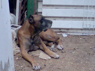 Mi Gringo era un Dogo Canario ( antiguo presa canario) el pobre ya estaba bastante echo polvo en esta foto...
Gringo ya fallecio ,el 25 de julio de 2009....en realidad lo tuvimos qe dormir porqe tenia una enfermedad incurable y era lo mejor para el...=(